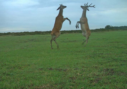 Snapshot Hoge Veluwe wereldwijd gelanceerd