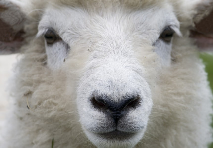 Tijdelijk geen schapen op droge dijken