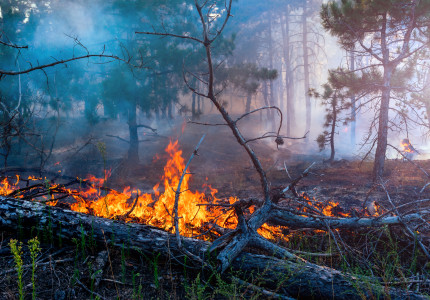 Met eenvoudige maatregelen risico op natuurband verkleinen