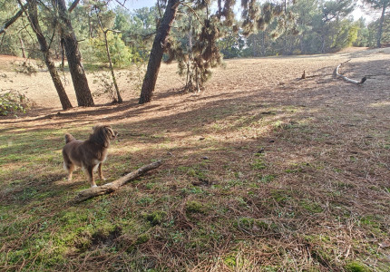 Waar mag je hond los in Apeldoorn?