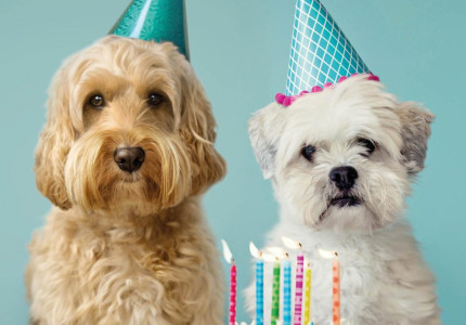 Drie ideeën om je huisdier te verwennen voor Dierendag