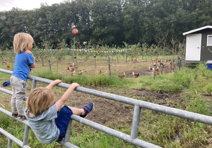 Kippen kijken bij de Herenboeren in Loenen
