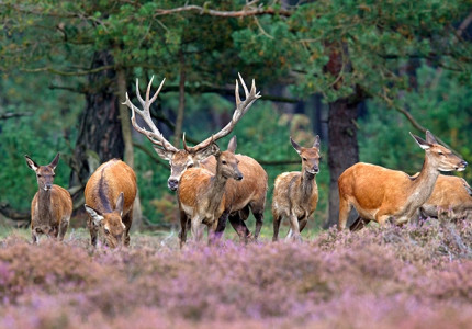 Stichting Red de Veluwe zit bovenop belevingsvlucht