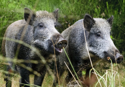 Wilde zwijnen op de Veluwe: ‘niet voeren!’