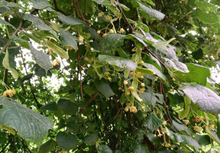 Zeldzame bomen