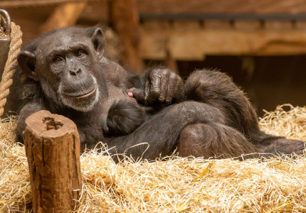 Chimpansee krijgt een jong