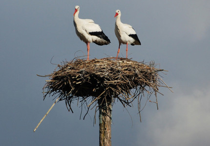 Nest zorgt voor overlast en ergernis bij Twellose cateraar