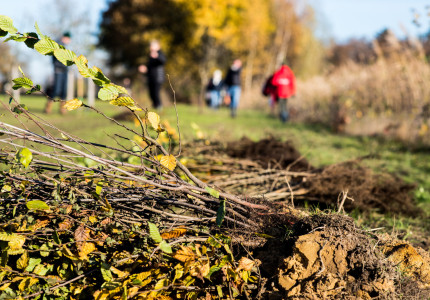 Samen heggen planten en de natuur een boost geven