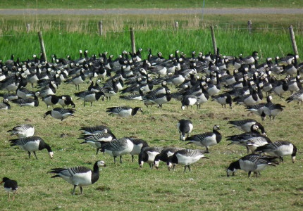 “Red de gans, plaats een hek!”