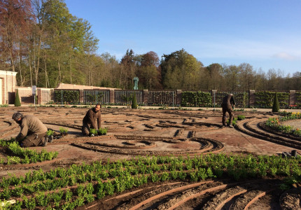 Paleis Het Loo start met het planten van de nieuwe buxus