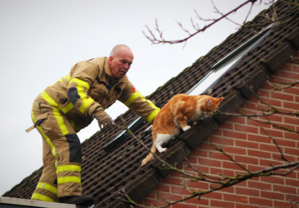 Kat in paniek houdt buurt wakker