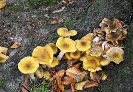 Lekker zwammen over paddenstoelen