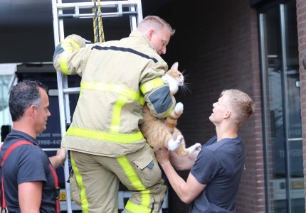 Brandweer helpt kat weer veilig naar beneden