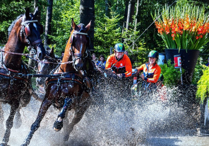 Beekbergen wil WK Vierspannen