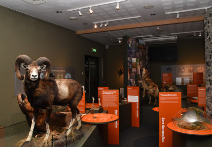 Tentoonstelling Red De Moeflon in Nationale Park De Hoge Veluwe