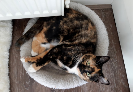Poes beschoten met luchtbuks