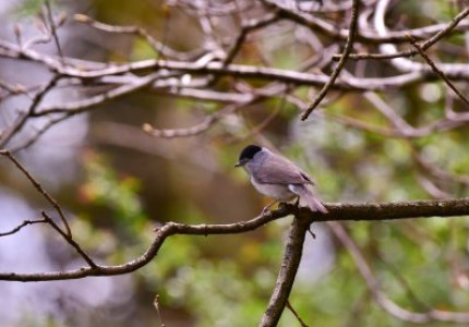 Wandeling voor vroege vogels