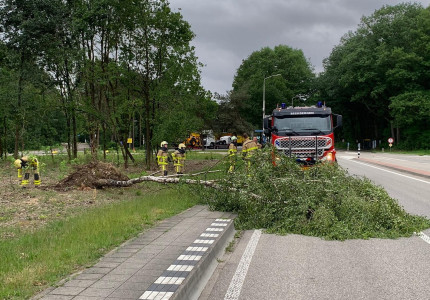 Bushalte geblokkeerd door omgevallen boom
