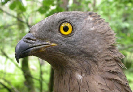 Windmolens bedreiging voor kwetsbare natuur