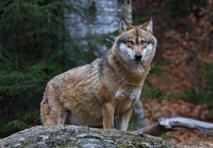 Provincie wil snel duidelijkheid over de wolf