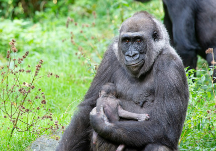 Gorillababy geboren in Apenheul!