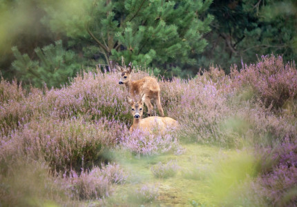 Definitief geen explosieven van Defensie in Loenense bossen