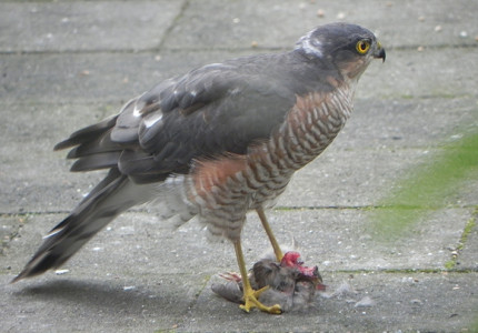 Op zoek naar roofvogels
