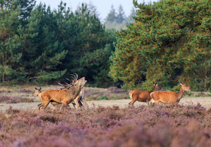 Ruim 625.000 betalende bezoekers voor Het Nationale Park De Hoge Veluwe in 2019