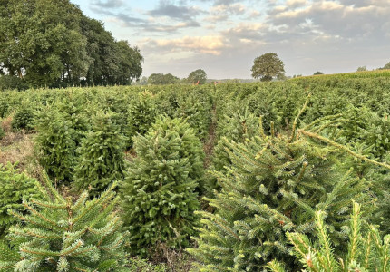Duizenden kerstbomen vernield en afgeknipt