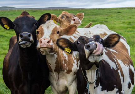 Genieten van het platteland