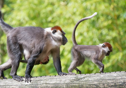 Zeldzame roodkruinmangabey geboren