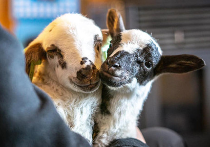 Lammetjesdag in het Grote Veld