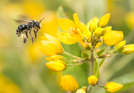 Project voor meer biodiversiteit in buitengebied