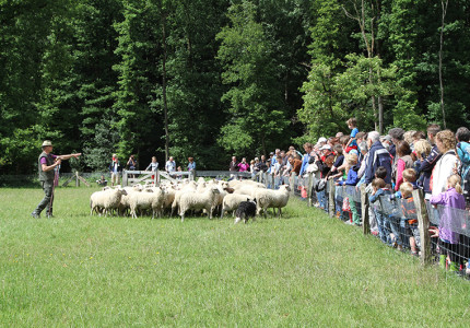 De schapen gaan uit hun warme jasje