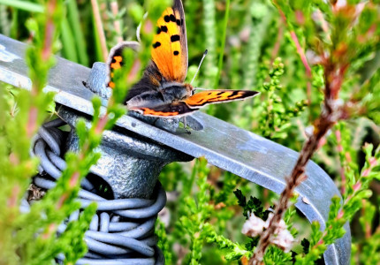 Natuurlezing ‘Je gaat het pas zien als je het door hebt’